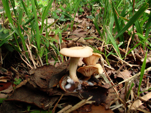 Passeggiata del 07_06_08  come d''autunno!